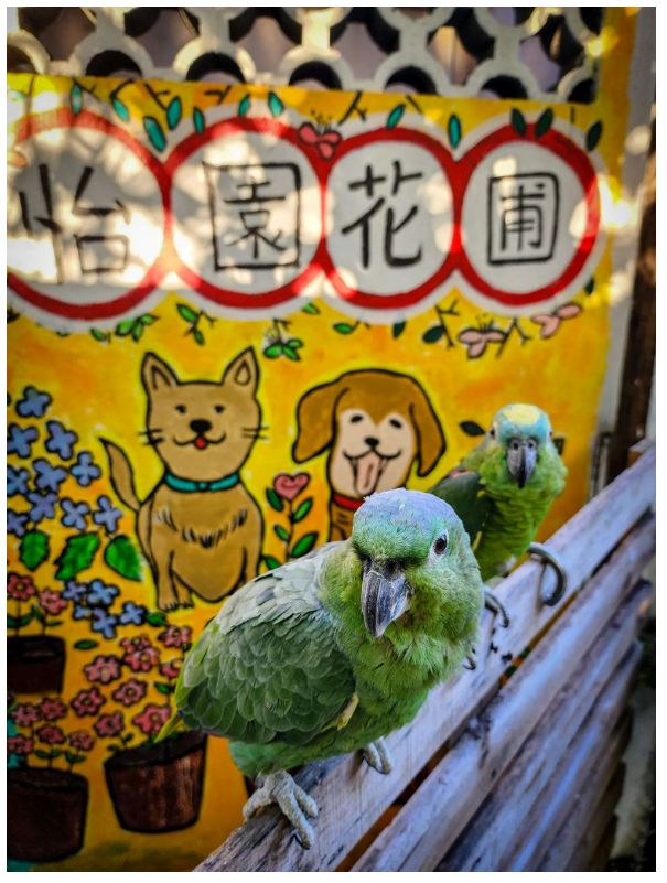 在洪水橋的土地上,有一個快將消失的村落——亦園村。這裡不是旅遊景點,也不是歷史遺跡,而是數代人曾經真實生活的地方。麥爵閎(人稱麥導),以導賞及壁畫記錄村落故事,成了這片土地最後的見證者。他說的話,不花俏,卻句句有力,因為每一段記憶都是一個人、一隻動物,一個家庭的真實。