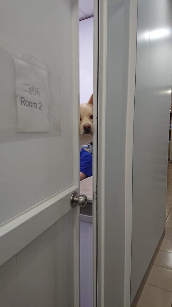 他曾因救不了自家心愛的貓咪而深深自責，那份無力感讓他走上了成為獸醫的路。從一個懷抱熱誠卻缺乏實戰經驗的年輕人，到如今在前線堅守多年的獸醫，丁勵民醫生的故事，不只是關於醫療，更是關於堅持、學習與對生命的敬重。在這個節奏急促、醫療資源有限的城市，他選擇走進社區、走近基層，成為許多毛孩與主人心中的溫柔守護者。