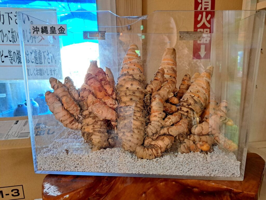 薑黃為薑科薑黃屬植物，秋季薑黃幾乎沒有苦味，是世界各地烹飪中常用的香料。在烹調食物裡會加添來著色和當作香料使用，增加菜餚的色香味，或是直接用來煮湯煮菜。印度咖哩中的黃色就是薑黃，與我們平常吃的生薑是不同的。