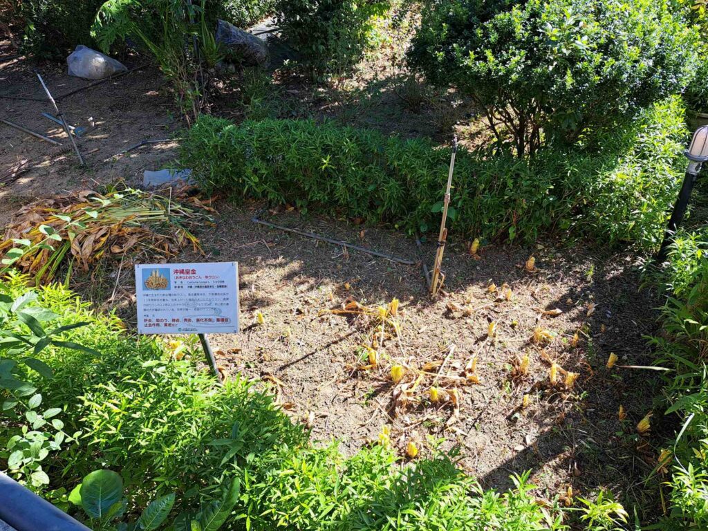 薑黃為薑科薑黃屬植物，秋季薑黃幾乎沒有苦味，是世界各地烹飪中常用的香料。在烹調食物裡會加添來著色和當作香料使用，增加菜餚的色香味，或是直接用來煮湯煮菜。印度咖哩中的黃色就是薑黃，與我們平常吃的生薑是不同的。