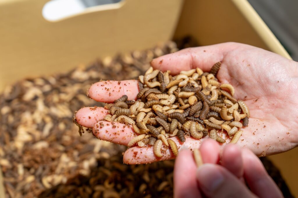 在許多人眼中,廚餘只是「垃圾」,昆蟲則是「令人感到不安的東西」。但對陳文慧(Rosie)而言,這些被忽略的元素,正是她創造未來的起點。Roise設計出一台以黑水虻為核心的智能廚餘處理機,讓學生學習環保、社區實踐循環經濟,並為香港這座城市帶來一場由下而上的綠色革命。