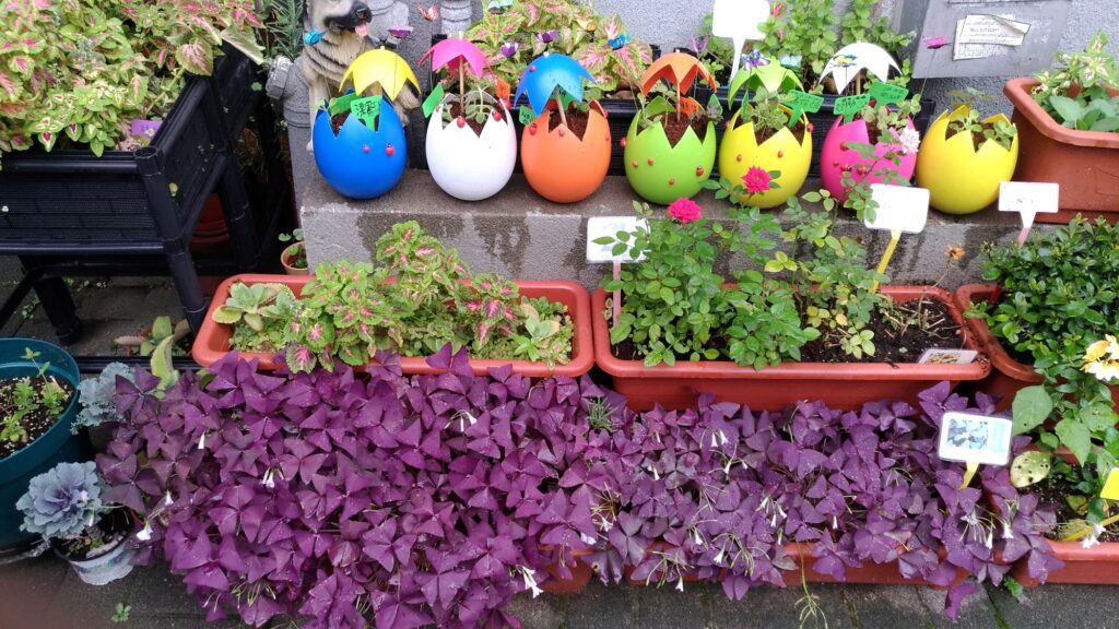 在不少人眼中,「退休」像是一段慢下來的日子;但對鍾富華(Samuel)而言,退休更像是把多年累積的經驗,換一種方式繼續發光。他退休前是「柔莊之家」的經理,工作內容涵蓋宿舍單位的日常運作與團隊協調,也長年服務輕度至中輕度智障人士。離開全職崗位後,他沒有停下來,反而更確定:自己想把「園藝種植」的興趣,做成能讓人重新相信自己的平台。