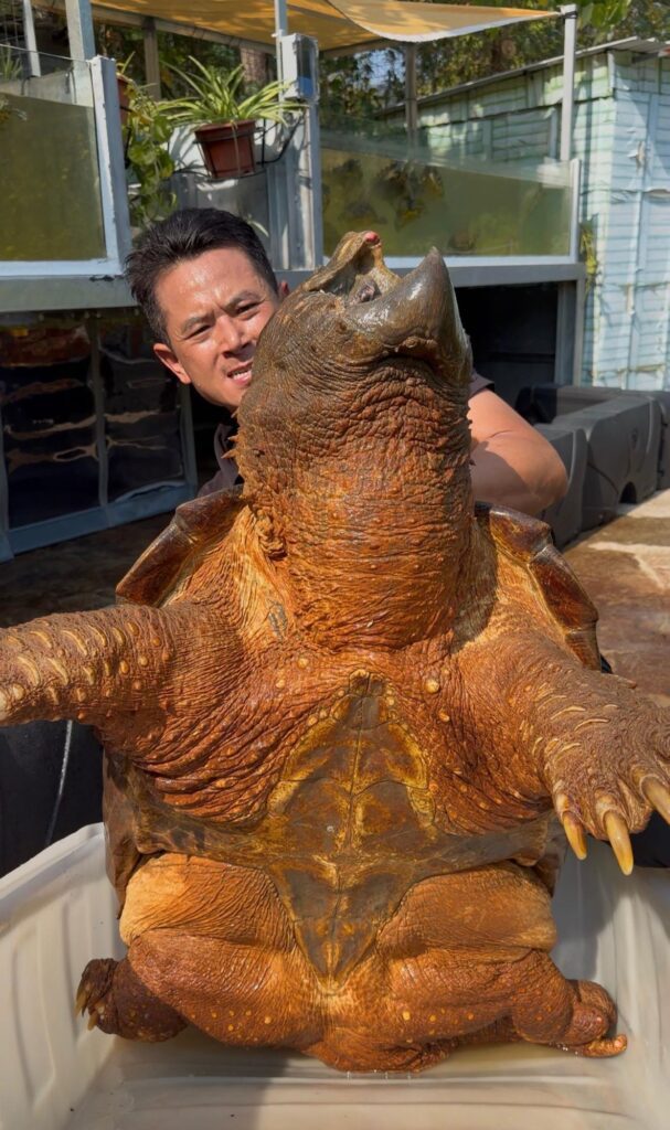 邦Sir的救援故事，從來不是「一時熱血」。清晨五點半起身做正職，轉身又要處理求助、安置、跟進和教育工作——他把動物救援做成一套可持續的日常：講流程、講資源、講底線，更講「標準」。在龜途，他不追求收得多、也不靠賣慘換流量；他在意的是每一個生命被接住之後，能不能被好好照顧，能不能在校園裡變成真正的生命教育，而不是「死咗就換一隻」的消耗品。這篇文章帶你走近邦Sir：一個把善意做實、把責任做到底的人。