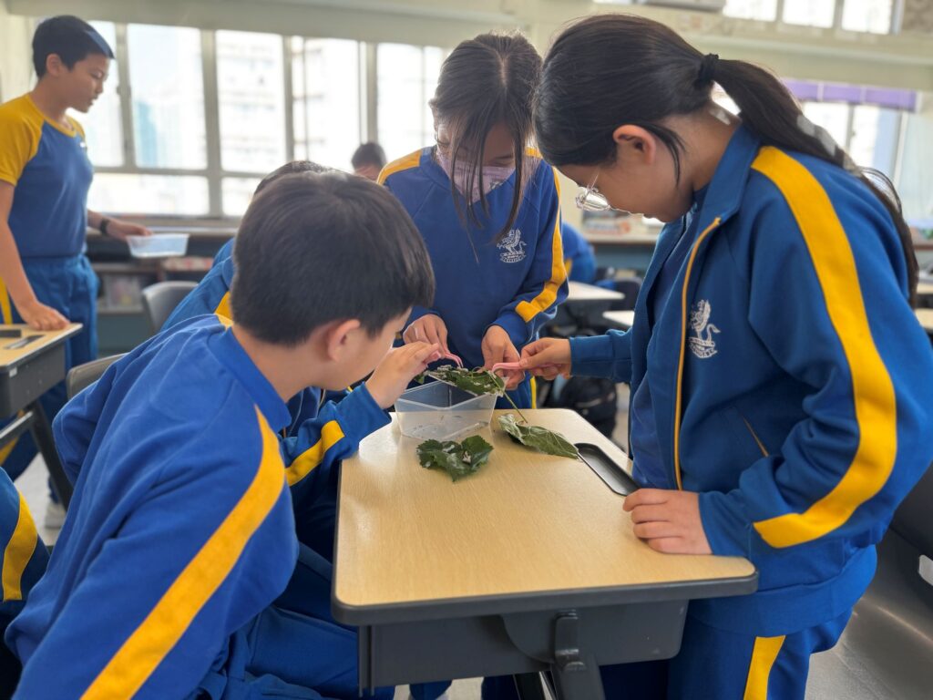 在葛量洪校友會黃埔學校,一個關於「蠶」的課程,原本可以只是一節常識課:認識昆蟲、觀察成長、寫一份報告。但在胡海珊主任、楊浩泉主任和趙雅雯老師手上,它慢慢長成了一個跨學科學習旅程,有生命教育、有中文寫作、有中華文化、有AI應用,也有家長一起參與的日常照顧。三位老師各有專長。胡海珊主任在學校任教多年,負責課程與中文教學;趙雅雯老師熟悉中文科與圖書館工作,亦積極把AI工具帶入學習;楊浩泉主任則擅長生態教育,對昆蟲和自然觀察有濃厚興趣。三個不同位置的人走在一起,成就了一個不只是「養蠶」的課程。