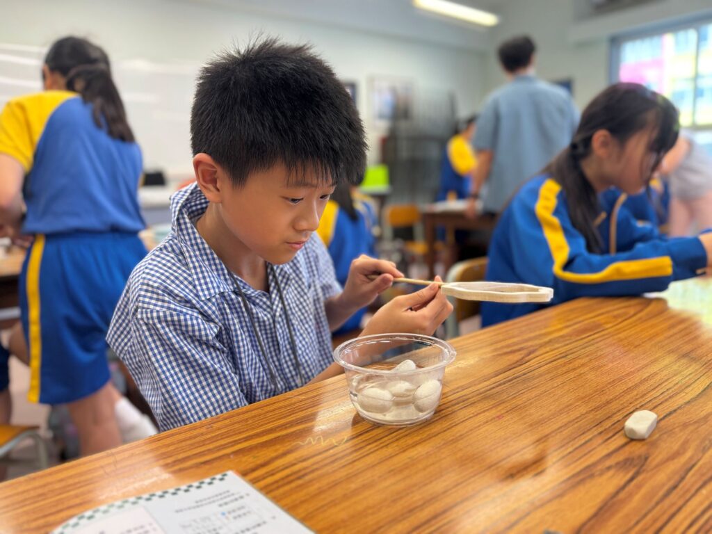 在葛量洪校友會黃埔學校,一個關於「蠶」的課程,原本可以只是一節常識課:認識昆蟲、觀察成長、寫一份報告。但在胡海珊主任、楊浩泉主任和趙雅雯老師手上,它慢慢長成了一個跨學科學習旅程,有生命教育、有中文寫作、有中華文化、有AI應用,也有家長一起參與的日常照顧。三位老師各有專長。胡海珊主任在學校任教多年,負責課程與中文教學;趙雅雯老師熟悉中文科與圖書館工作,亦積極把AI工具帶入學習;楊浩泉主任則擅長生態教育,對昆蟲和自然觀察有濃厚興趣。三個不同位置的人走在一起,成就了一個不只是「養蠶」的課程。